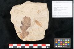 Foto (Objekt + Etikett) von Myrica lignitum Unger (NHMW-GEO-2024-0188-4028)